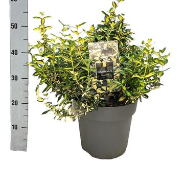 Euonymus fortunei BLONDY