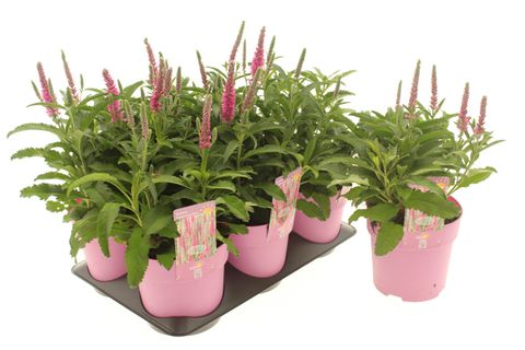 Veronica spicata ANNIVERSARY ROSE