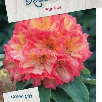 Rhododendron 'Sun Fire'