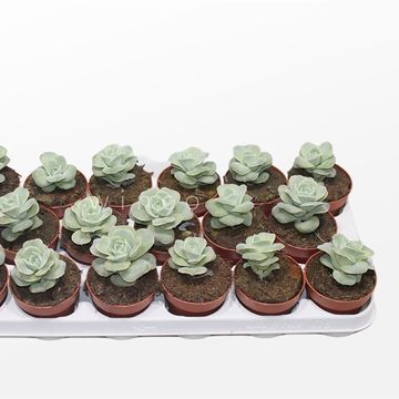 Echeveria 'Lovely Rose'