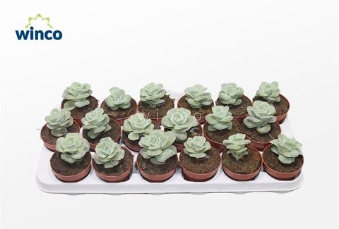 Echeveria 'Lovely Rose'