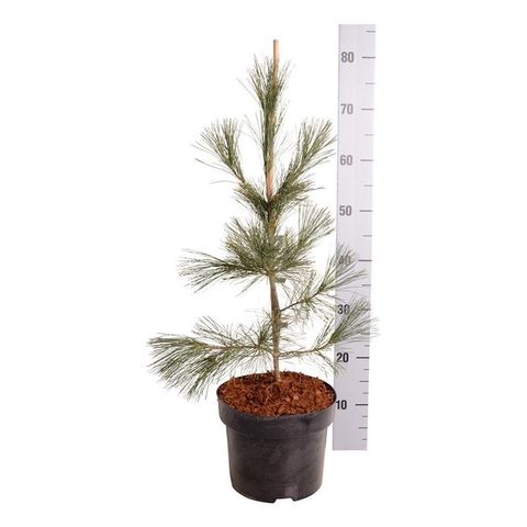 Pinus monticola 'Аммерланд'