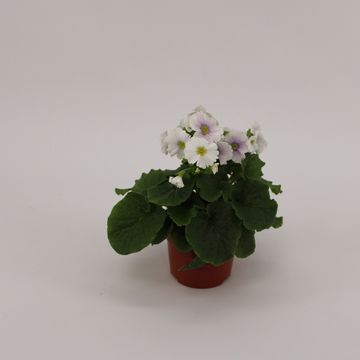 Primula obconica SWEET KISSES AMORE BLUE WHITE