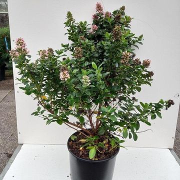 Escallonia laevis PINK ELLE