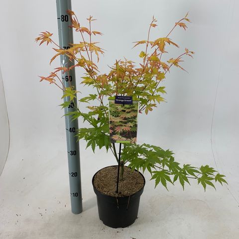 Acer palmatum 'Оранж Дрим'