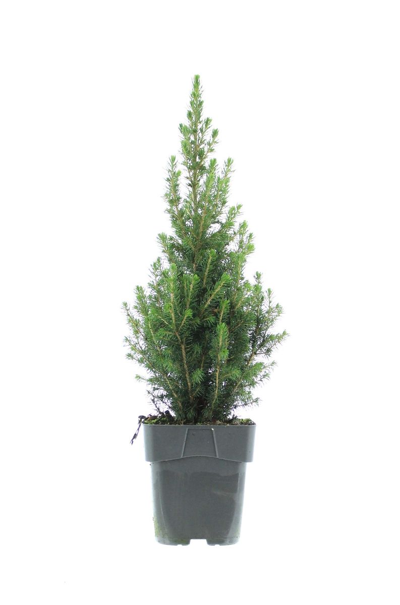 Picea glauca PERFECTA — Plant Wholesale FlorAccess