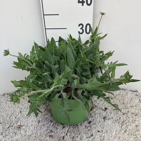 Knautia macedonica 'Green Lightning'