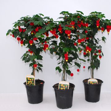 Abutilon megapotamicum