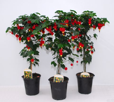 Abutilon megapotamicum