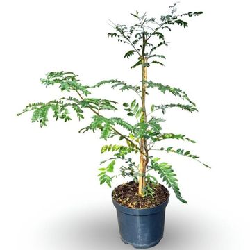Gleditsia triacanthos 'Skyline'