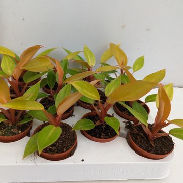 Filodendron 'Prince of Orange'