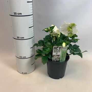 Helleborus niger 'Christmas Carol'