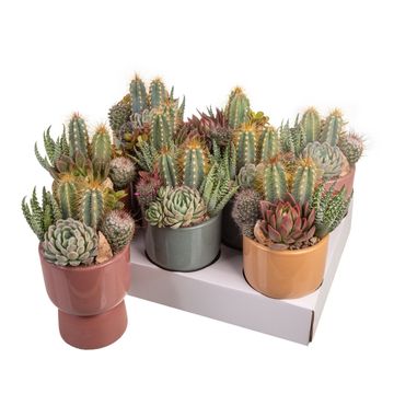 Arranjo Cactus / Succulent