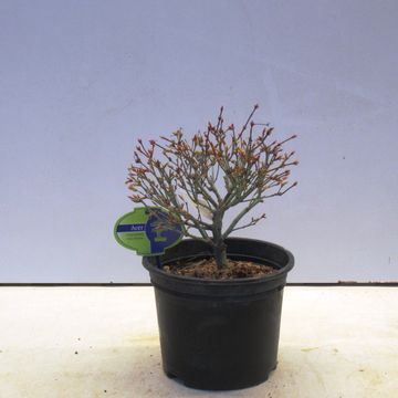 Acer palmatum 'Kiyohime'