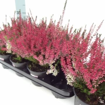 Calluna vulgaris GARDEN GIRLS APHRODITE