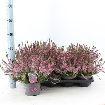 Calluna vulgaris GARDEN GIRLS LENA
