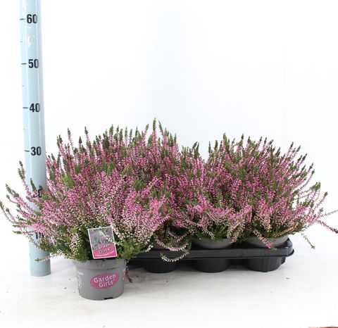 Calluna vulgaris GARDEN GIRLS LENA