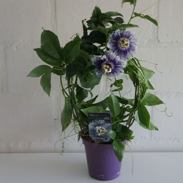 Пассифлора edulis