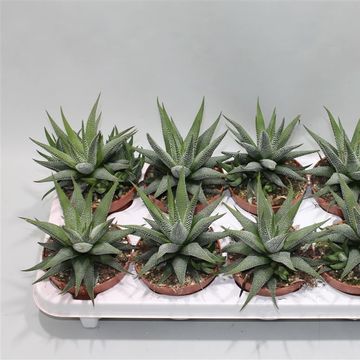 Haworthia fasciata 'Concolor'