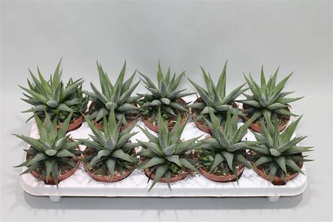 Haworthia fasciata 'Concolor'