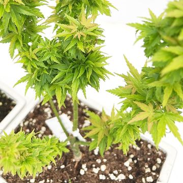 Acer palmatum 'Kotohime'