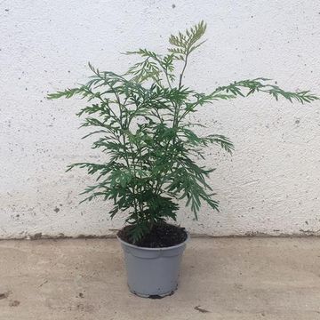 Grevillea robusta