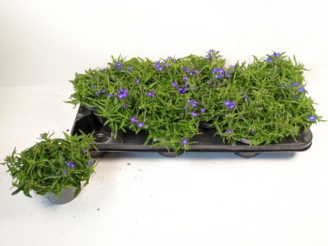 Lobelia erinus