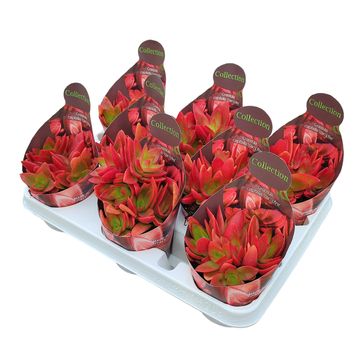 Crassula capitella 'Campfire'