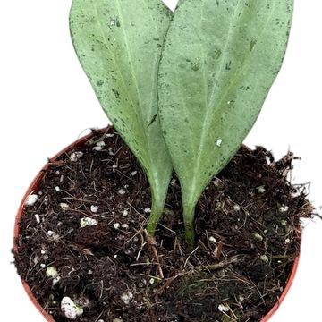 Hoya nicholsoniae 'New Guinea Ghost'