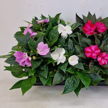 Impatiens NEW GUINEA MIX