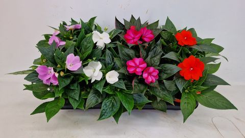 Impatiens NEW GUINEA MIX