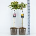 Rosa persica MIX