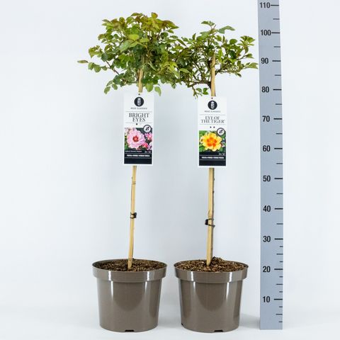 Rosa persica MIX