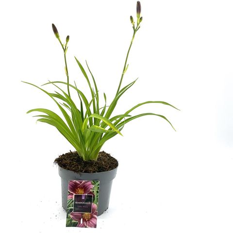 Hemerocallis 'Little Missy'