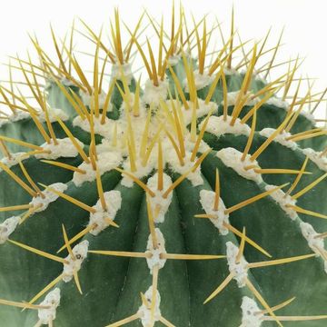 Ferocactus schwarzii