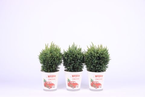 Chamaecyparis lawsoniana 'Snow White'