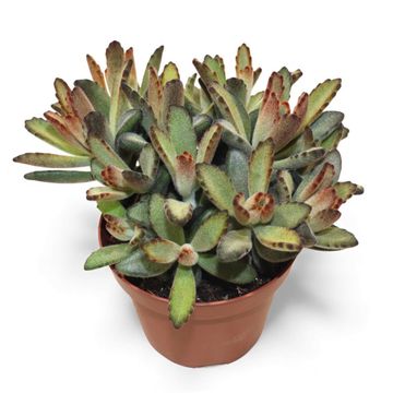Kalanchoe tomentosa 'Coffee Bean'