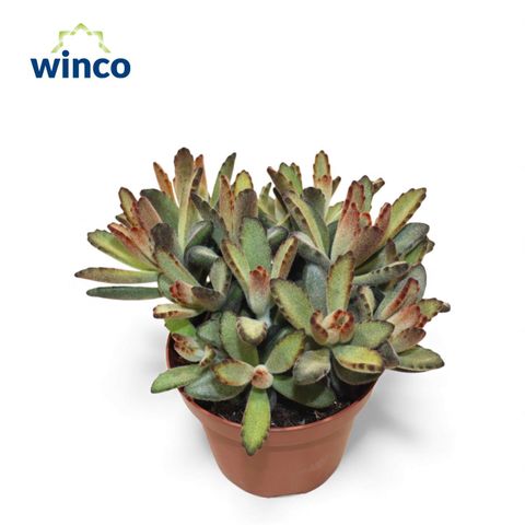 Kalanchoe tomentosa 'Coffee Bean'