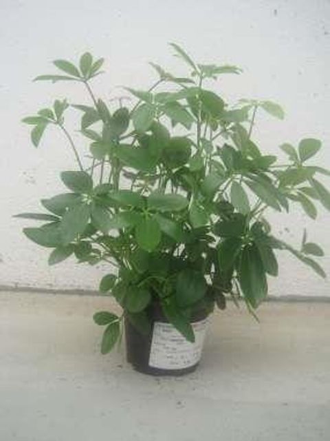 Schefflera arboricola