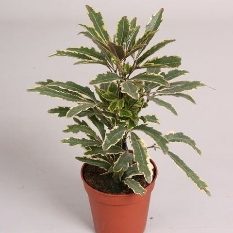Schefflera elegantissima 'Bianca' (Handelskwekerij van der Velden)