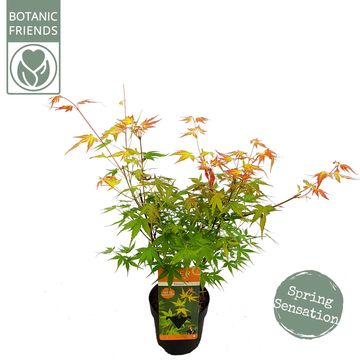 Acer palmatum 'Katsura'