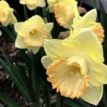 Narcissus 'Martha Stewart'