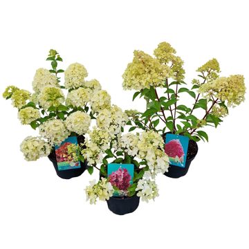 Hydrangea paniculata PETITE MIX