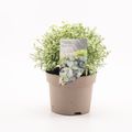 Pittosporum tenuifolium 'Silver Ball'