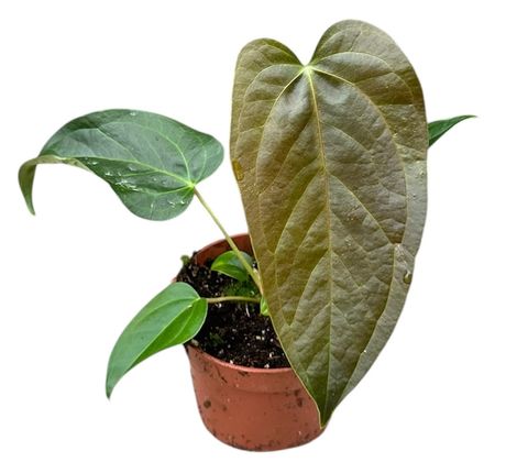 Anthurium 'Queen of Hearts'