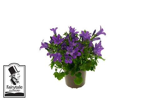 Campanula portenschlagiana BLUE GET MEE