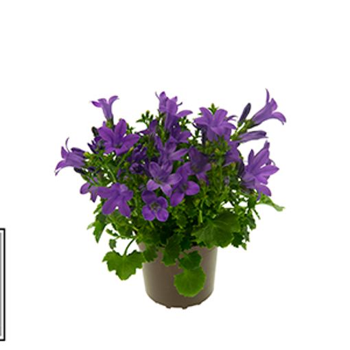 Campanula portenschlagiana BLUE GET MEE