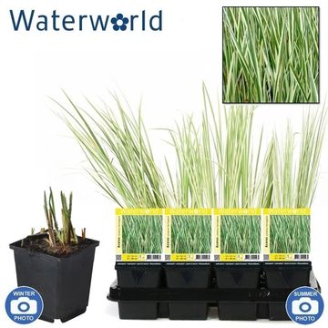 Acorus calamus 'Variegatus'