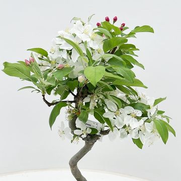 Malus halliana