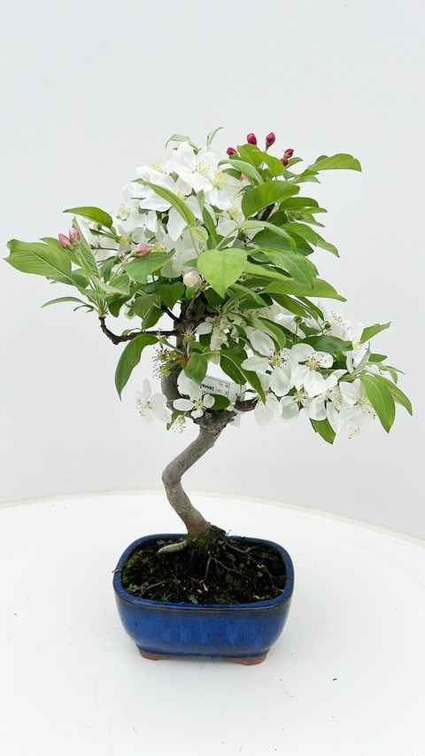 Malus halliana